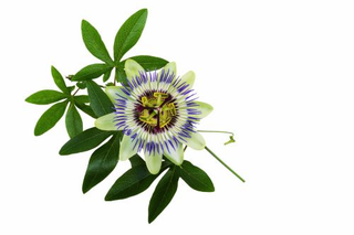 Illustration for article titled Benign
Essential Tremor Natural Treatment